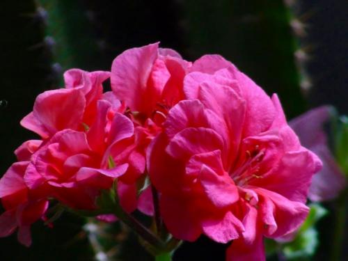 Виды пеларгоний. Пеларгония (герань) относится к семейству гераниевых. 02