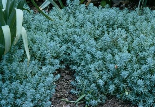 Таким образом, если хочется голубую ель, а места нет - сажайте очиток Блю спрус! 02 Таким образом, если хочется голубую ель, а места нет - сажайте очиток Блю спрус! 02
