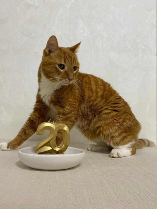 Первый новый год без моего любимого кота рыжули. 05 Первый новый год без моего любимого кота рыжули. 05