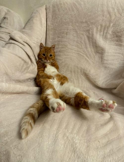 Первый новый год без моего любимого кота рыжули. 03 Первый новый год без моего любимого кота рыжули. 03