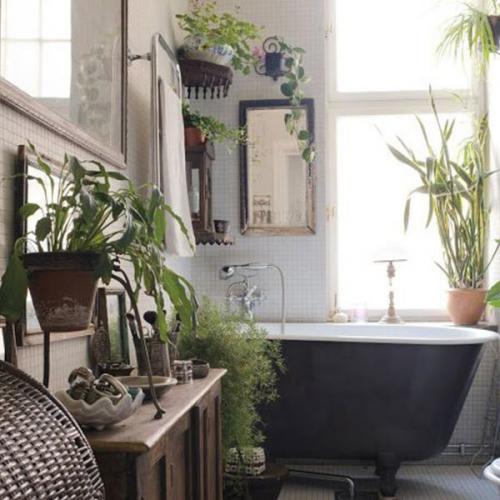 Комнатные растения которые комфортно будут себя чувствовать даже в ванной! 02