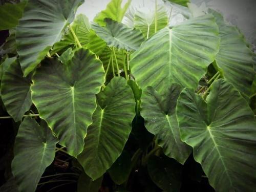 Ксантозома: правила выращивания и размножения. 01