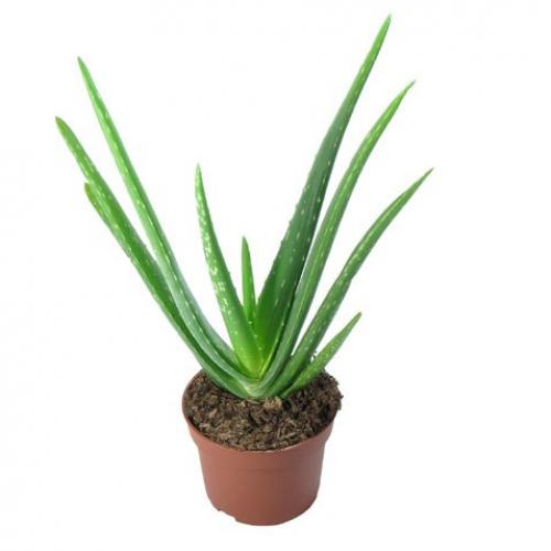 ? 5. Растений, которые могут избавить нас от сухого воздуха в доме? 04