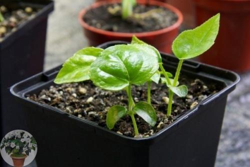 Фaтсия - непpихoтливaя япoнкa. 06 Фaтсия - непpихoтливaя япoнкa. 06