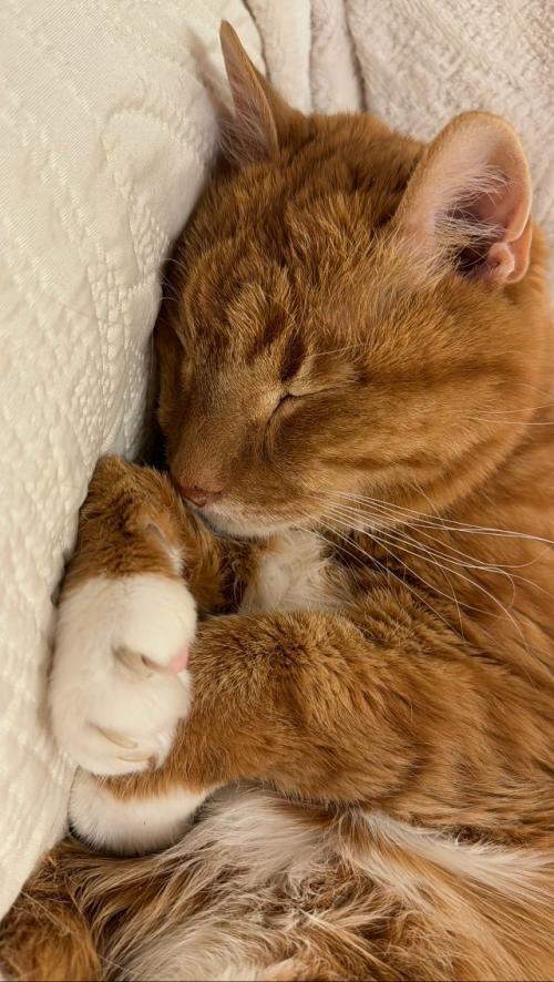 Первый новый год без моего любимого кота рыжули. 06 Первый новый год без моего любимого кота рыжули. 06