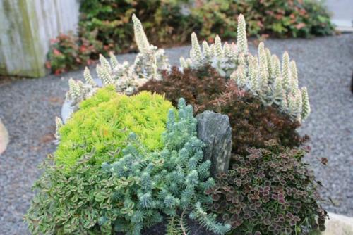 Таким образом, если хочется голубую ель, а места нет - сажайте очиток Блю спрус! 04 Таким образом, если хочется голубую ель, а места нет - сажайте очиток Блю спрус! 04