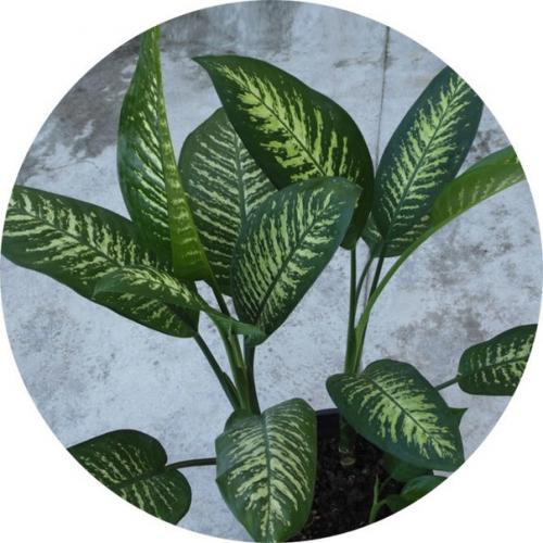 Комнатные растения которые комфортно будут себя чувствовать даже в ванной! 04