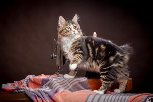 Швейную машину продам! 06