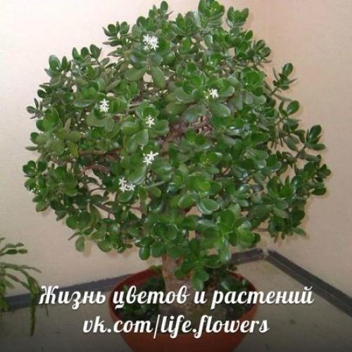 Топ - 10?  Неприхотливых комнатных растений. 01