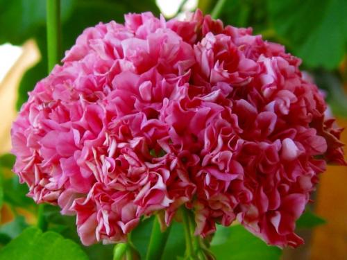 Виды пеларгоний. Пеларгония (герань) относится к семейству гераниевых. 04