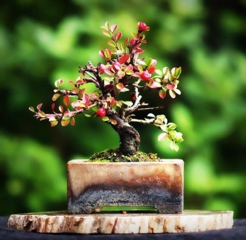 Бонсай.  В Европе бонсай появился в начале прошлого века, где почти сразу стал любимым и популярным, несмотря на свое восточное происхождение. 09