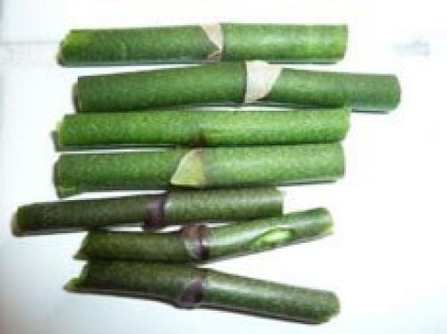 Как размножать орхидею фаленопсис. 05