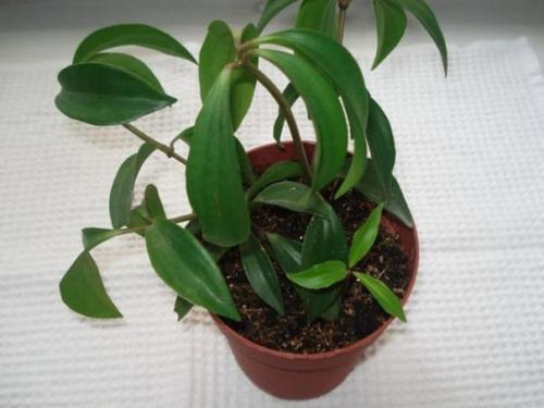 Пеперомия уход в домашних условиях. 09