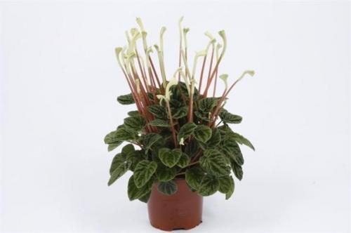 Пеперомия уход в домашних условиях. 01