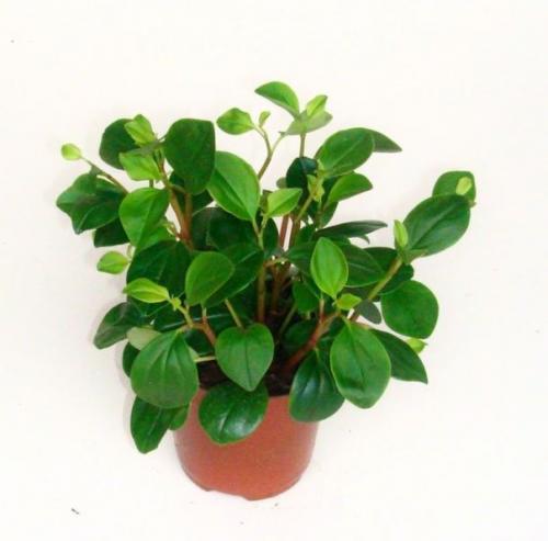 Пеперомия уход в домашних условиях. 08