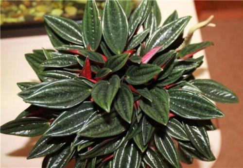 Пеперомия уход в домашних условиях. 02