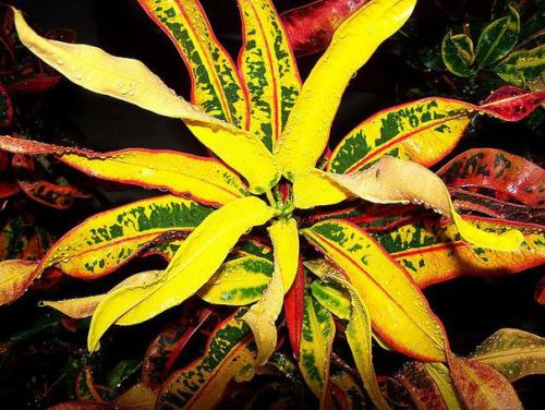 Кротон?   Кротон, кодиеум. 05