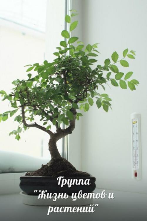 Бонсай у вас дома. 03