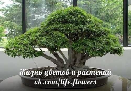 Бонсай у вас дома. 07