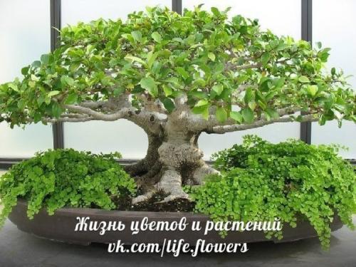 Бонсай у вас дома. 

