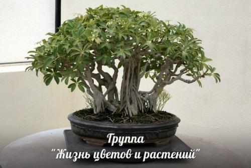 Бонсай у вас дома. 04