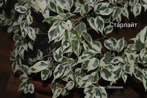 Создайте уют в помещении с фикусом Бенджамина Старлайт. 03