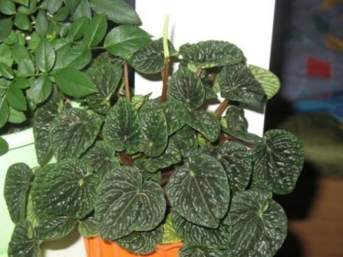 Пеперомия уход в домашних условиях. 03