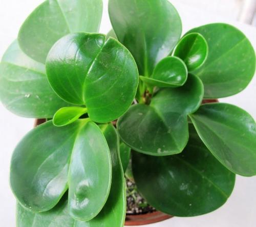 Пеперомия уход в домашних условиях. 05