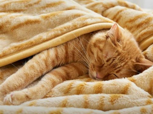 Японцы выкатили линейку постельного белья, которое косит под котиков. 01