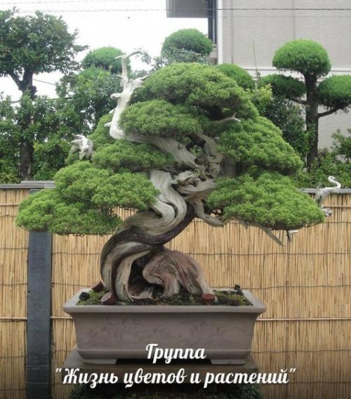 Бонсай у вас дома. 01