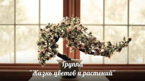 Бонсай у вас дома. 09