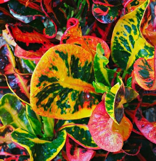 Кротон?   Кротон, кодиеум. 04