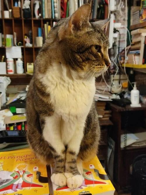 Популярный книжный магазин в Венеции Libreria Acqua Alta. 07