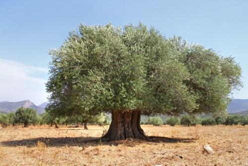 Олива европейская - плодоносящее дерево у вас дома. 03