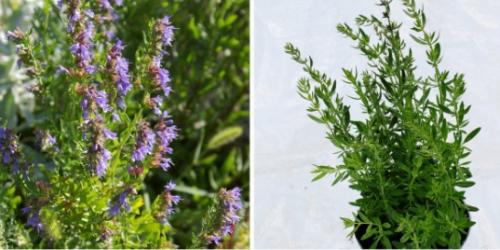 Тимьян, эстрагон, чабер и иссоп на подоконнике. 02