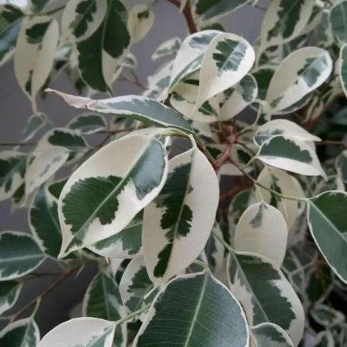 Создайте уют в помещении с фикусом Бенджамина Старлайт. 01