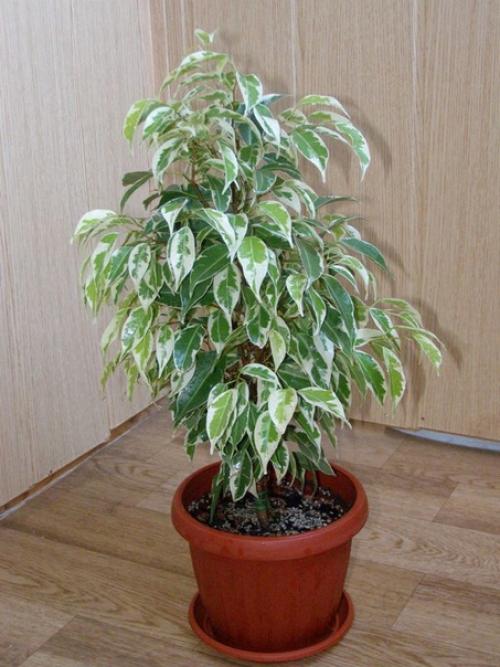 Фикус бенджамина.   В офисе, в квартире, в торговых центрах или других помещениях - где только не стоят вазоны с фикусами. 04