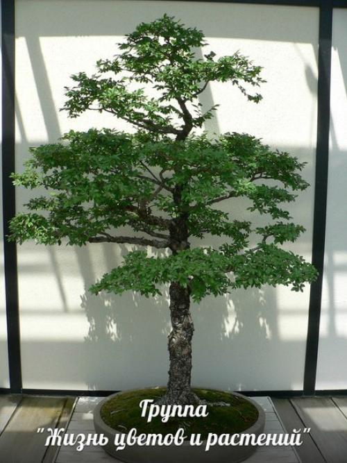 Бонсай у вас дома. 06