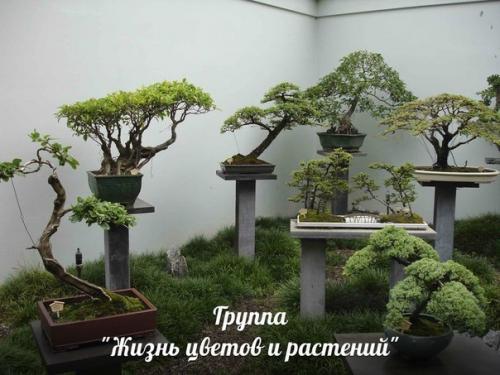 Бонсай у вас дома. 02