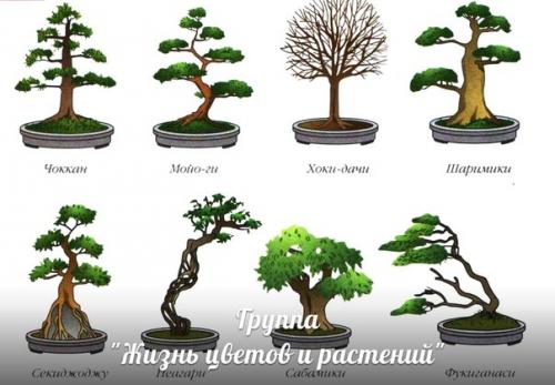 Бонсай у вас дома. 05