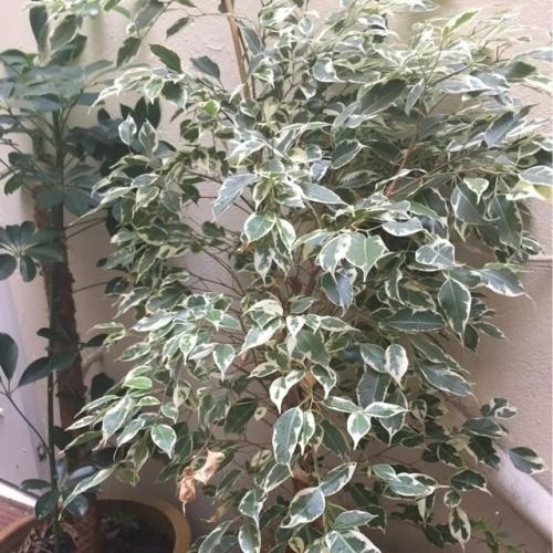 Создайте уют в помещении с фикусом Бенджамина 