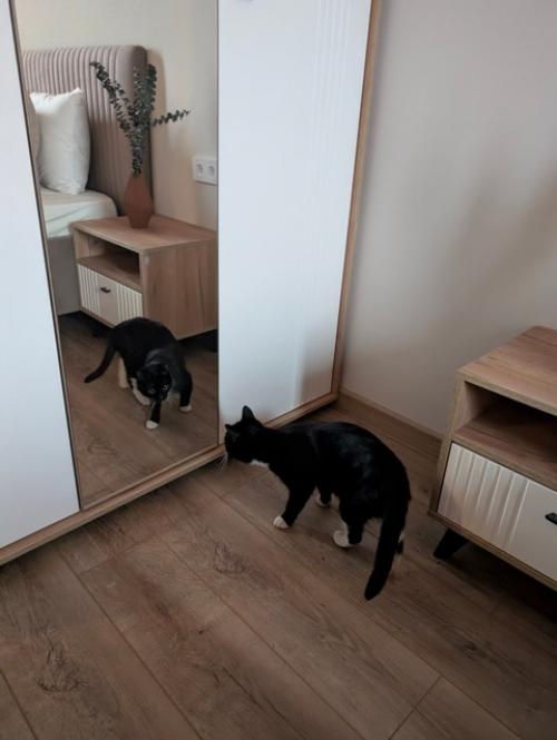 Мы показываем интерьер однокомнатной квартиры, которая оформлена с использованием мебели, декора и даже техники из Hoff. 04