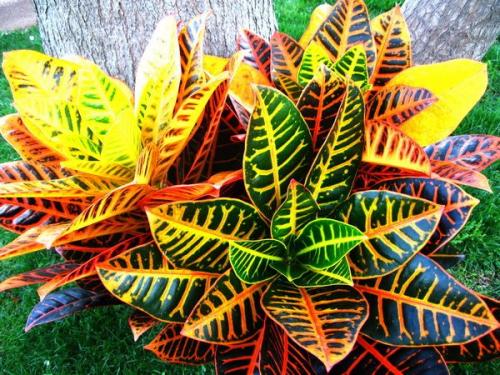 Кротон?   Кротон, кодиеум. 03