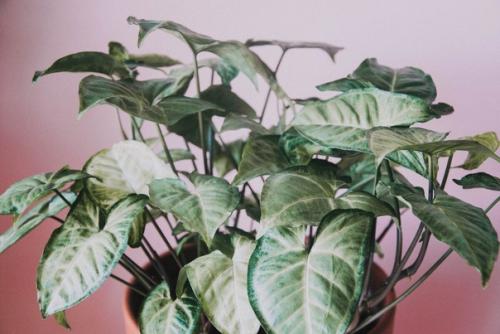 Как создать идеальную спальню в стиле бохо. 07