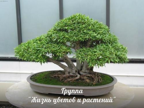 Бонсай у вас дома. 08