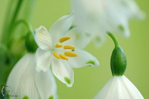 Весна уже к тебе стучится. 04