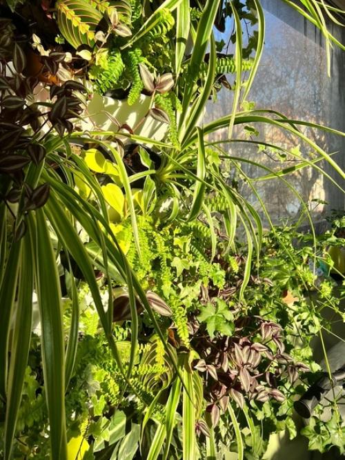 Кто о зелёной стене мечтает? 03