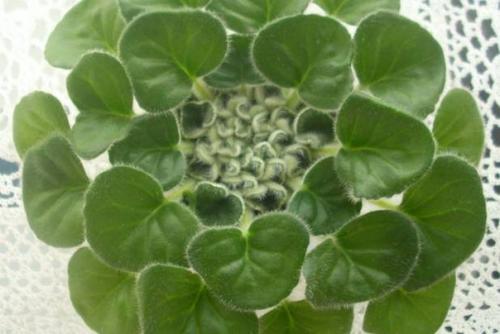 Петрокосмея (Petrocosmea). Описание. 01 Петрокосмея (Petrocosmea). Описание. 01