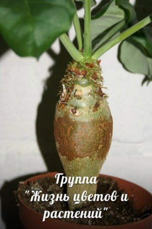 Ятрофа.  Правильный уход. 03