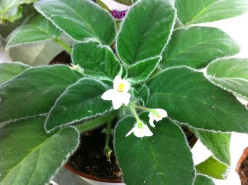 Петрокосмея (Petrocosmea). Описание. 02 Петрокосмея (Petrocosmea). Описание. 02